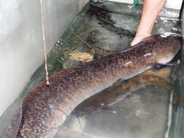 Nghệ An: Người dân bắt được cá lệch “khủng”, dài 1,6m, nặng 16 kg