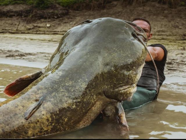 Cá trê ăn thịt lớn nhất thế giới sa lưới ngư dân