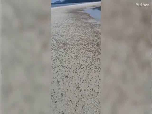 Rùng mình hàng nghìn con cua ma ”xâm chiếm” bãi biển Thái Lan