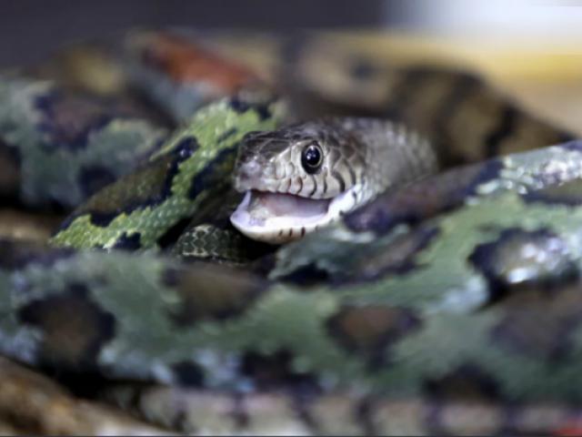 Ngôi làng rắn nhiều gấp 5.000 số dân, cả làng thành triệu phú nhờ nuôi rắn