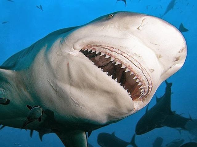 Cá mập đang săn mồi bất ngờ bỏ chạy trối chết vì ”đâm sầm” vào hà mã