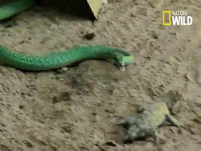 Video: Bị rắn lục tung nhát cắn chí tử vào đầu, tắc kè hoa phản công khiến kẻ thù quằn quại đau đớn
