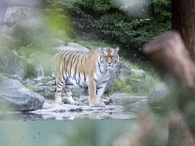 Thụy Sĩ: Nhân viên vườn thú bị hổ Siberia giết chết trước mặt du khách