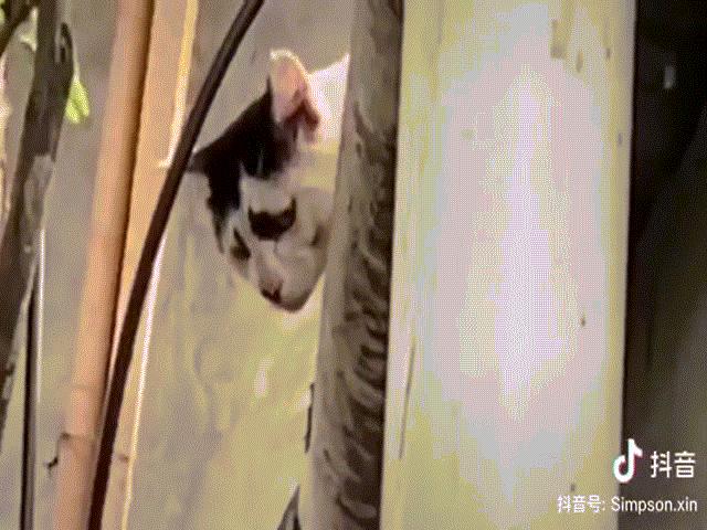 Video: Mèo hoang nổi tiếng vì có gương mặt khắc khổ đến khó tả