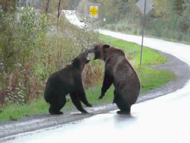 Cặp đôi gấu xám ”choảng tay bo” giữa đường cao tốc