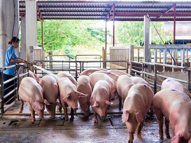 Giá lợn hơi trong nước quay đầu tăng, Thái Lan cấm xuất khẩu lợn sống sang Việt Nam?