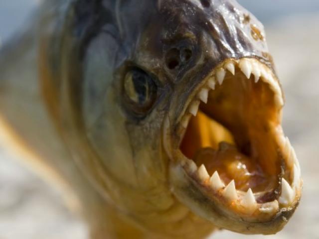 Sẽ ra sao nếu bạn rơi xuống hồ chứa đầy cá ăn thịt Piranha