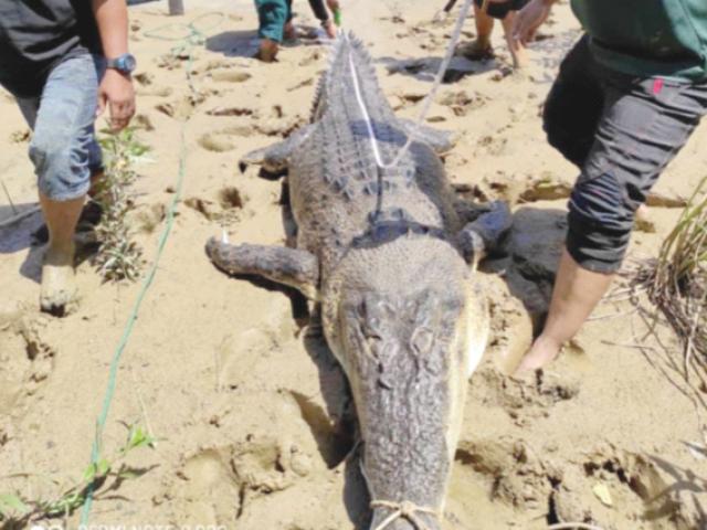 Malaysia: Cá sấu 'khủng” 350 kg dính bẫy, mổ bụng phát hiện cảnh lạnh người