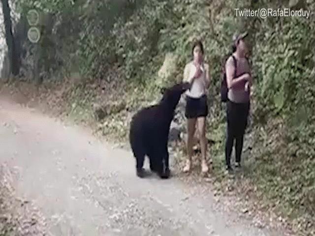 Video: Bị gấu đen áp sát, người phụ nữ có hành động khó tin