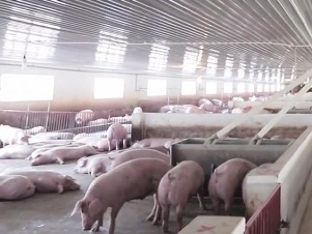 Đại gia bán thịt lợn công bố mức lãi kỷ lục sau 24 năm đi vào hoạt động