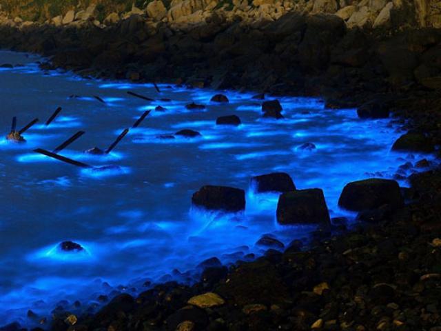 Kỳ lạ vùng biển có cá heo phát sáng như đèn huỳnh quang