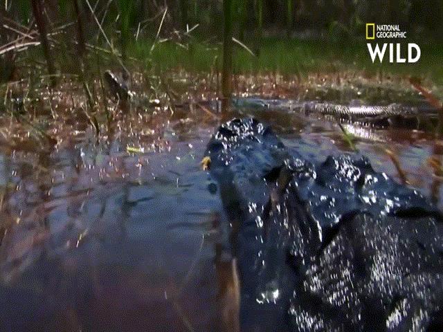 Video: Vừa ăn thịt cá sấu, trăn Miến Điện bất ngờ bị kẻ săn mồi khác cắn đến chết