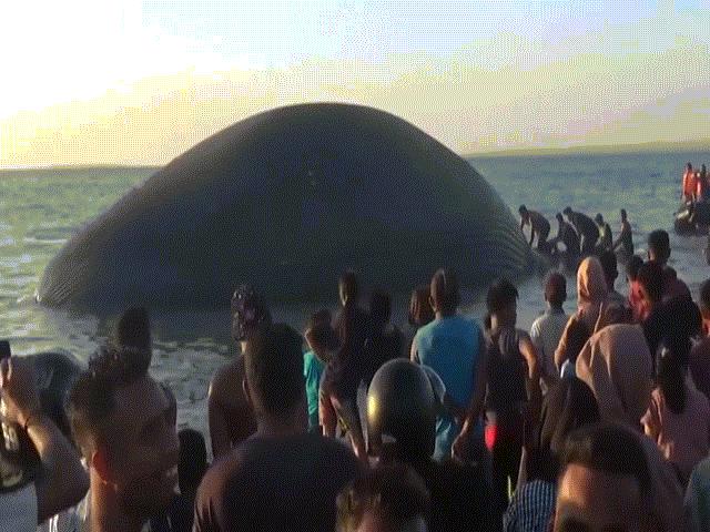 Video: Xác sinh vật khổng lồ nhất thế giới trôi dạt bờ biển Indonesia