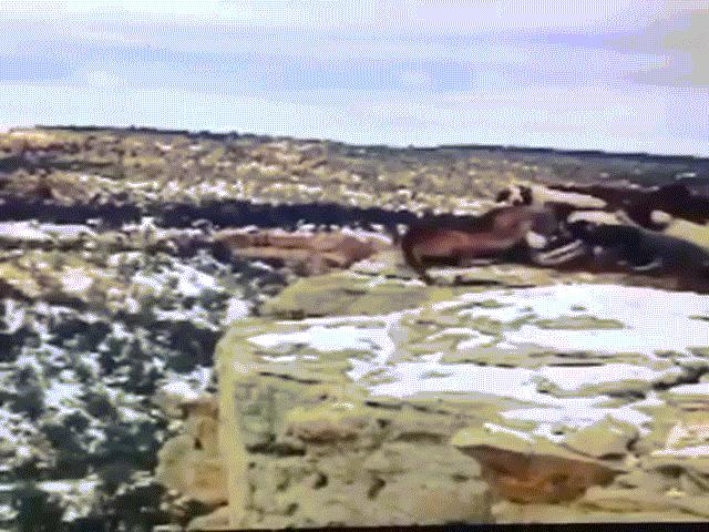 Video: Bị đàn chó săn dồn vào đường cùng, báo sư tử trượt chân ngã xuống vách núi cao 30m