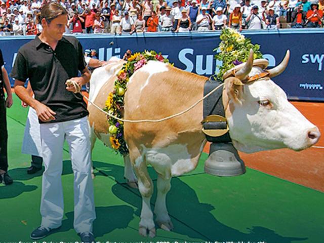 Federer nhận 2 con bò khi dự giải, có ”độc” bằng quà của Djokovic - Nadal?
