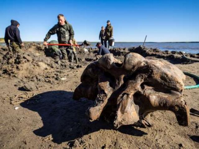 Băng tan tại Bắc Cực để lộ hài cốt voi ma mút 10.000 tuổi