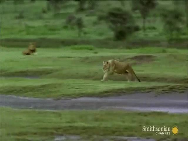 Video: Bị cả bầy sư tử lao tới truy sát, linh dương con tạo cái kết bất ngờ