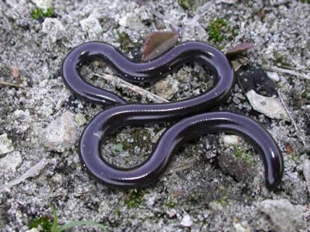 Sự thật về loài rắn nhỏ bé bị cho là độc đến mức ”cắn là chết” khiến nhiều người kinh sợ