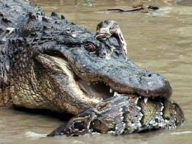 Trận đại chiến không hồi kết giữa cá sấu và trăn Nam Mỹ