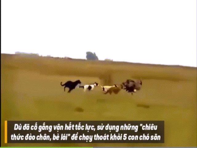 Video: Chạy hết tốc lực, lạng lách, bẻ lái nhưng đà điểu không thoát khỏi 5 con chó săn Greyhound