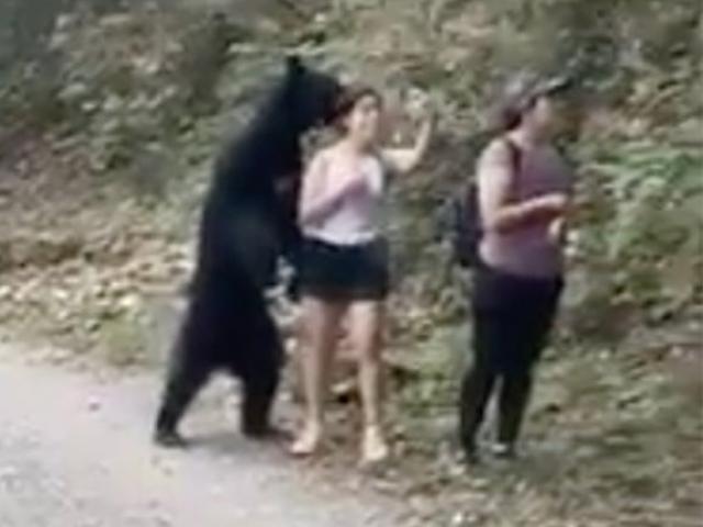 Sau khi chụp ảnh sefie cùng cô gái, gấu đen bị dọa thiến