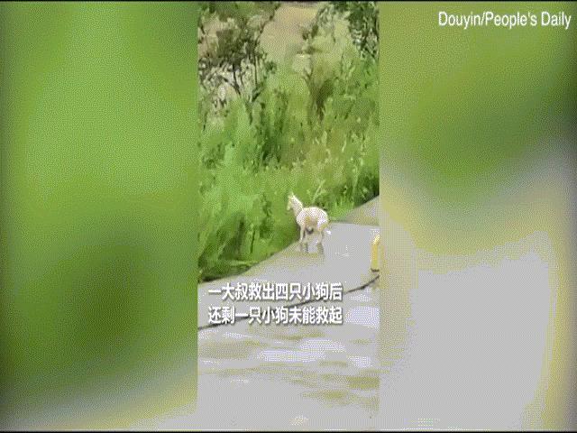 Video: Chó mẹ lao xuống dòng nước lũ cứu con, đám đông đứng xem vỗ tay không ngớt