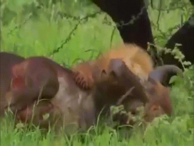 Video: Bị sư tử cắn xé suốt 20 phút, trâu rừng dùng hết sức phản công khiến kẻ săn mồi hoảng hốt tháo chạy