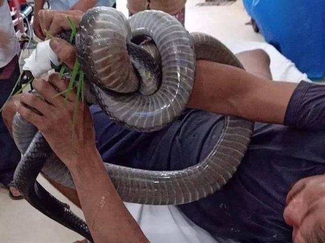 Bị rắn hổ mang ”khủng” cắn, người đàn ông vẫn tóm cổ thủ phạm cùng vào bệnh viện
