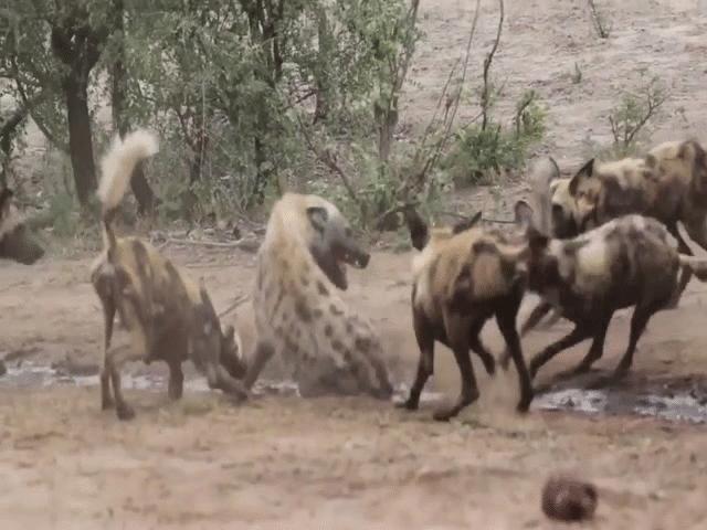 Video: Bị bầy chó hoang cắn xé, linh cẩu có hành động bất ngờ khiến kẻ săn mồi ”tắt điện”