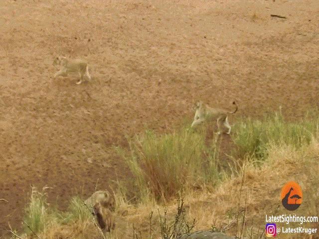 Video: Cậy đông định dồn sư tử tới đường cùng, bầy linh cẩu ”ôm trái đắng”, phải bỏ chạy thoát thân
