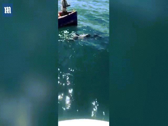 Video: Đau xót cảnh cá heo mẹ hấp hối vẫn cố cứu con đã chết