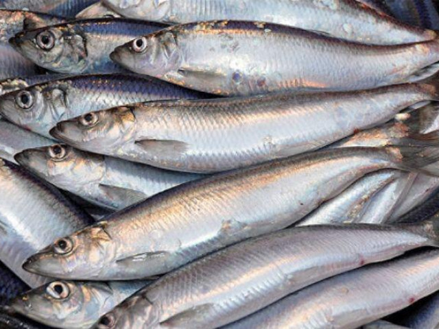 Thực hư loài cá rẻ mà ”bổ hơn nhân sâm” Việt Nam có đầy chợ ăn đều sẽ sống khỏe thọ lâu?