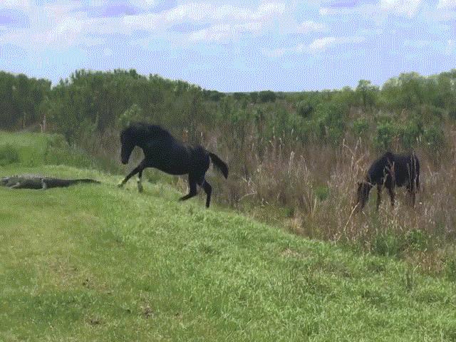 Video: Cá sấu bị ngựa tấn công bất ngờ khi đang phơi nắng