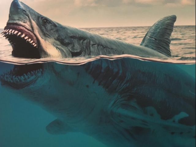 Hé lộ kích thước thực sự của siêu cá mập Megalodon: Con người chỉ bằng cái vây