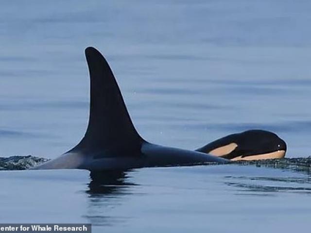 Cá voi sát thủ mẹ từng mang xác con suốt 17 ngày qua đại dương, nay mới sinh con non