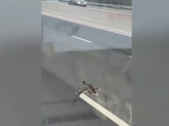 Kinh ngạc vịt đực ”đua tốc độ” với ô tô trên đường cao tốc