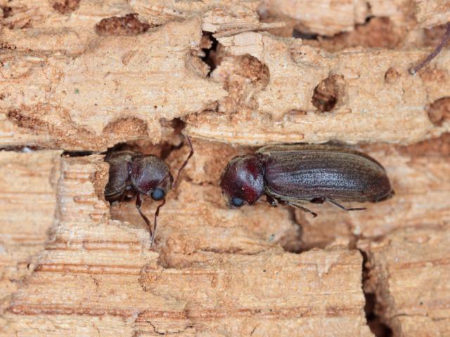Úc: ”Sốc” khi phát hiện loài côn trùng nguy hiểm từ TQ ẩn trong đồ gỗ