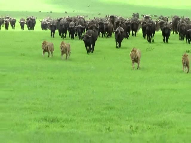 Video: ”Chúa tể vùng đồng cỏ” bỏ chạy khi bị cả trăm con trâu rừng hung hãn truy đuổi