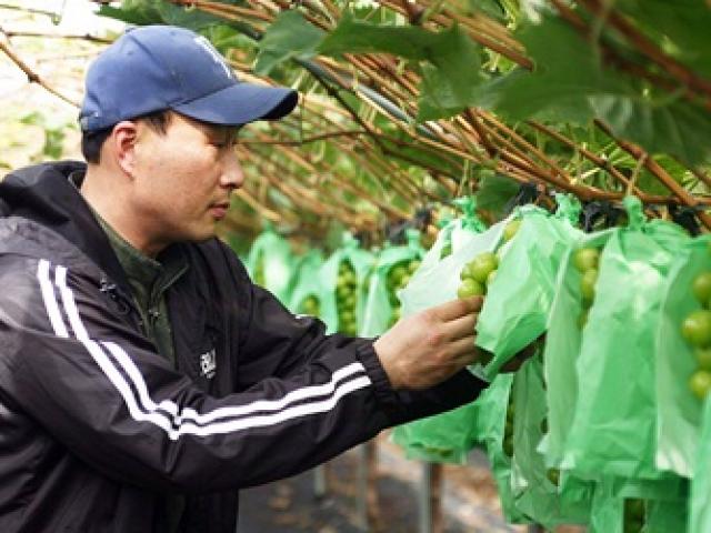 Thứ quả quý của Nhật, về Việt Nam bán tiền triệu khách vẫn mua ào ào