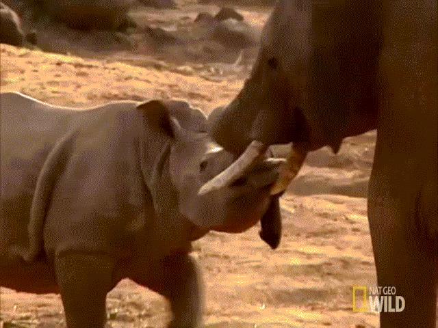 Video: Cuộc chiến kinh hoàng giữa 2 ”gã khổng lồ” voi rừng và tê giác