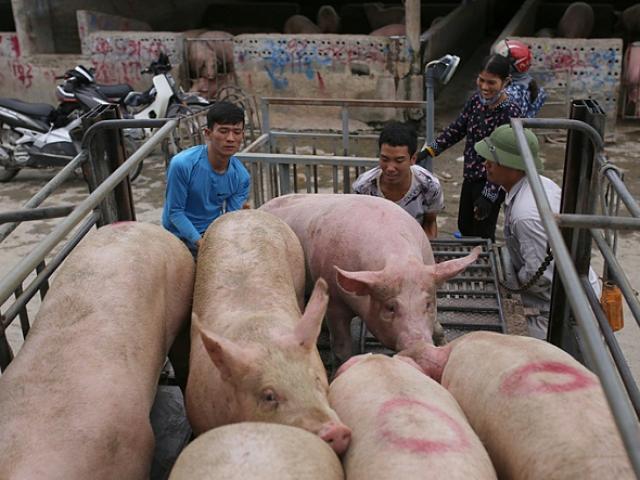 Trung Quốc ăn nhiều thịt lợn kéo giá lợn hơi Việt Nam tăng cao