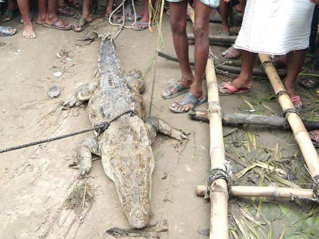 Kỳ lạ chuyện cá sấu ”khốn khổ” bị dân làng bắt làm con tin, đòi tiền chuộc