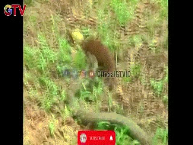 Video: Đụng độ rắn hổ mang chúa, cầy Mangut bị dính đòn đau