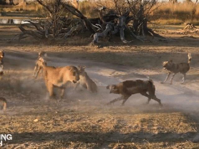 Sư tử mẹ đơn độc tử chiến với hơn chục con chó hoang để bảo vệ đứa con cuối cùng