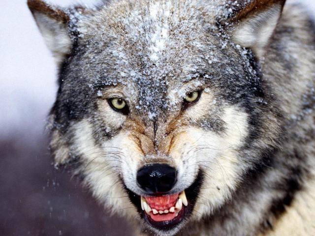 Chó sói đơn độc tử chiến với 6 con chó nhà và cái kết ”chưa từng thấy”