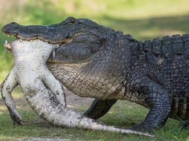 Cá sấu khổng lồ ”ăn tươi nuốt sống” đồng loại