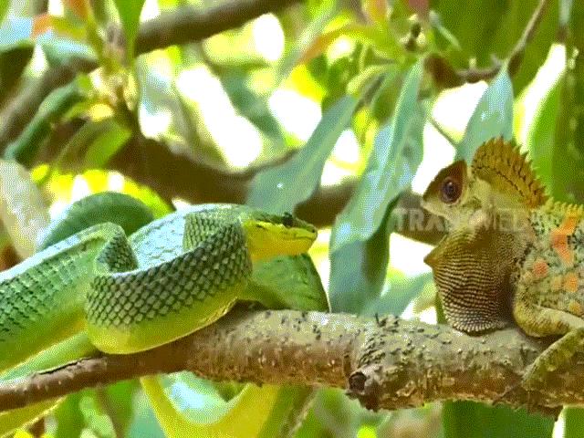 Video: Thằn lằn đối đầu rắn đuôi đỏ và rết độc, đối diện ”cửa tử” nhưng vẫn chiến đấu đến cùng