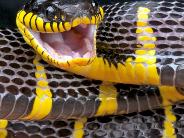 Những điều kỳ bí về loài rắn không phải ai cũng biết