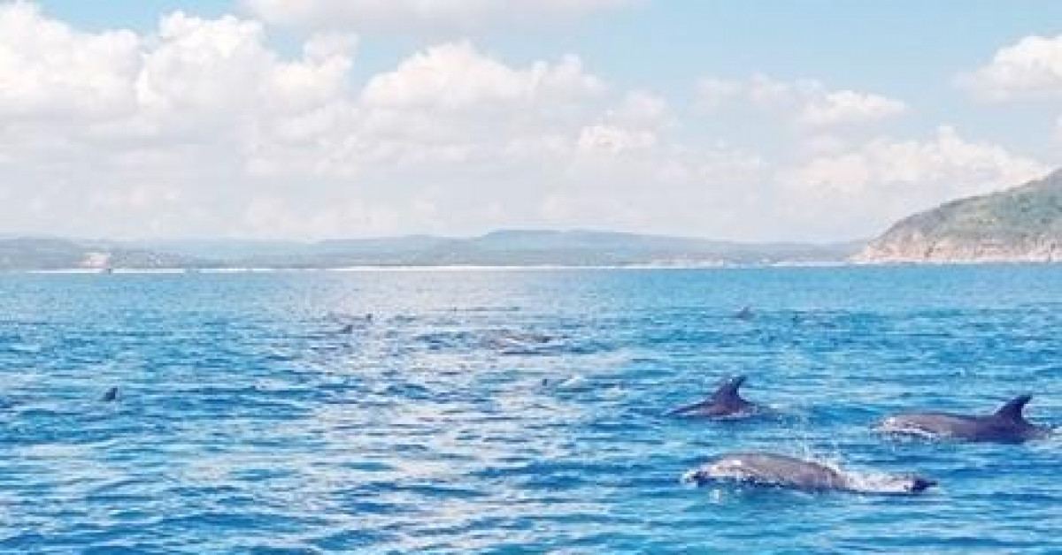 Đàn cá heo chen nhau chao lượn ven bờ biển Phú Yên