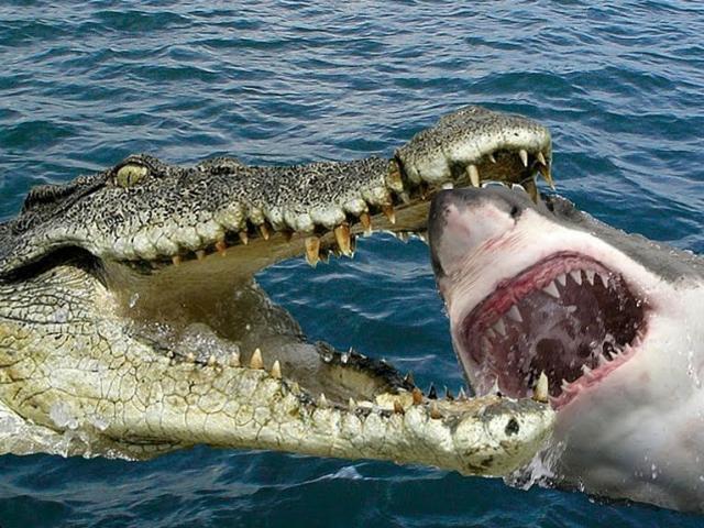 Cá sấu tung đòn đớp gọn cá mập
